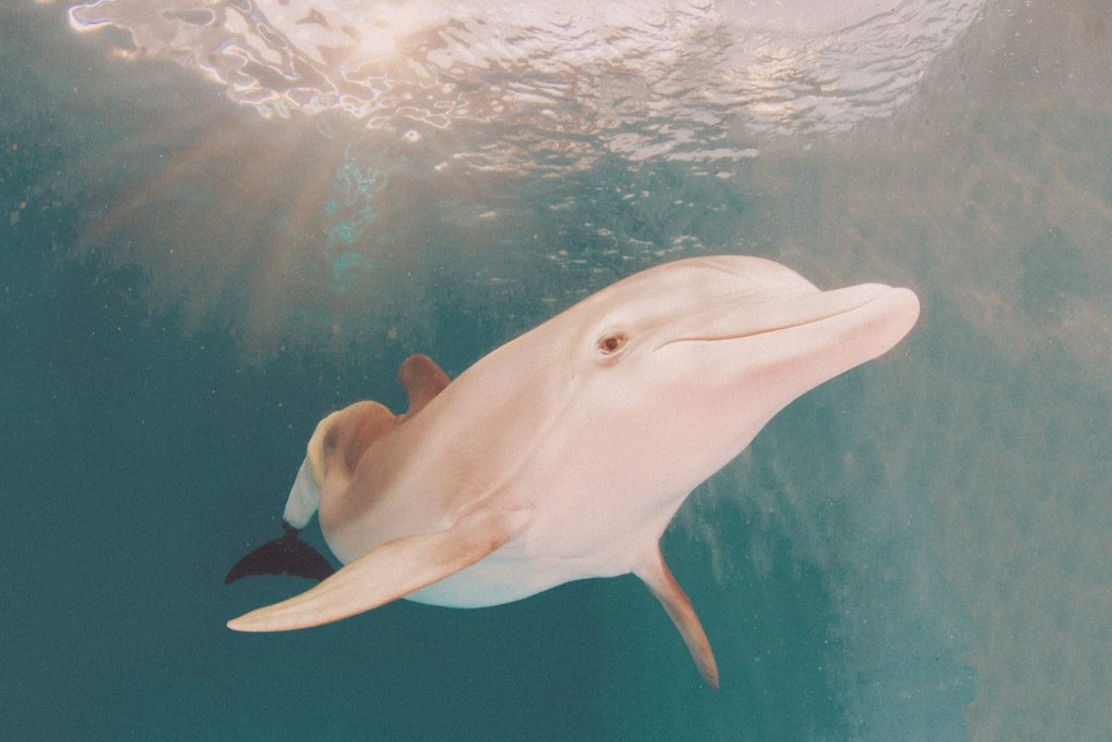 Winter the Dolphin - Clearwater Marine Aquarium