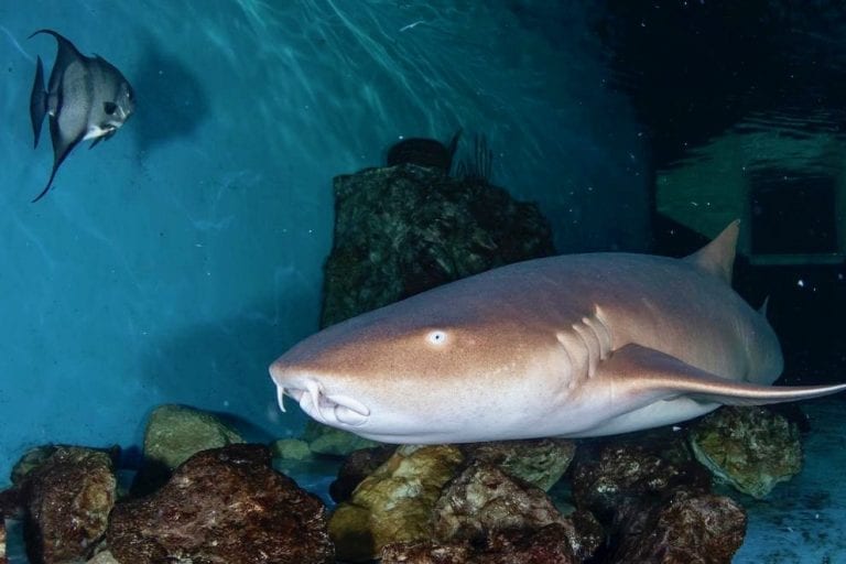 Nurse Shark