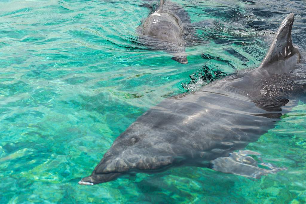 live dolphin cam live dolphin cam