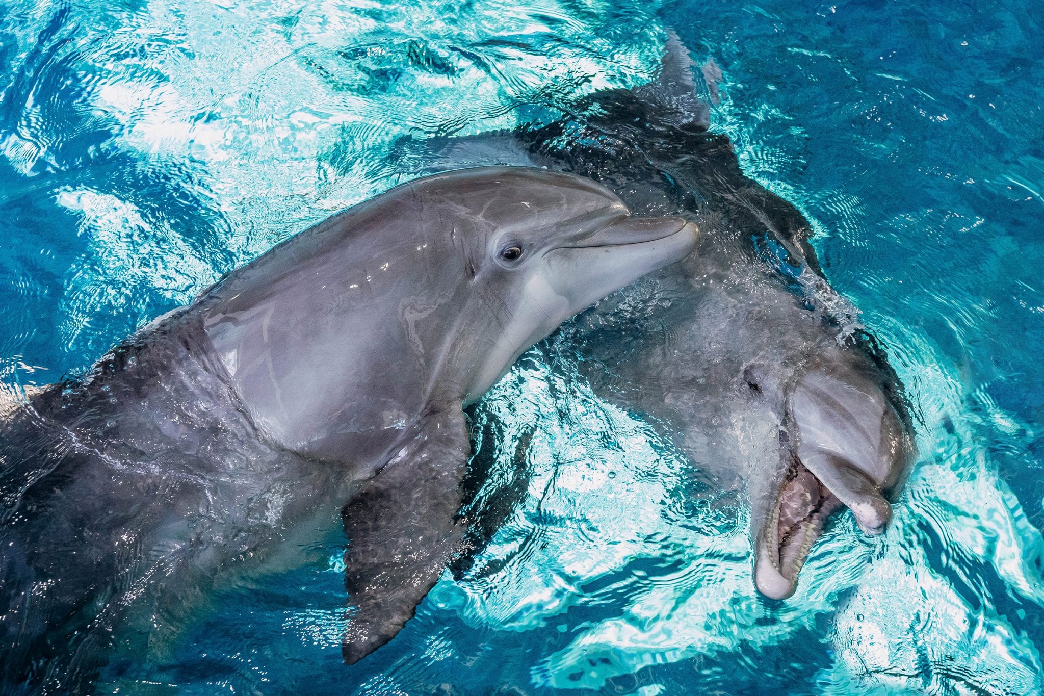 Pelican Cam Clearwater Marine Aquarium