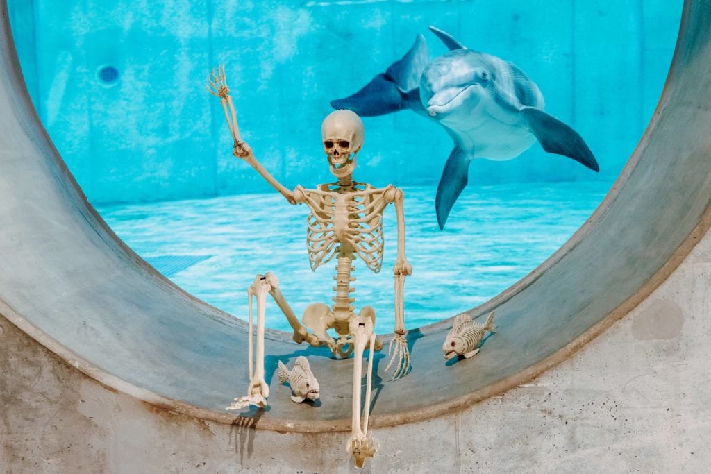 Skeleton with Nick dolphin