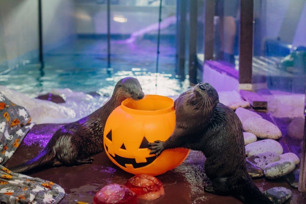 Otters and pumpkin treat