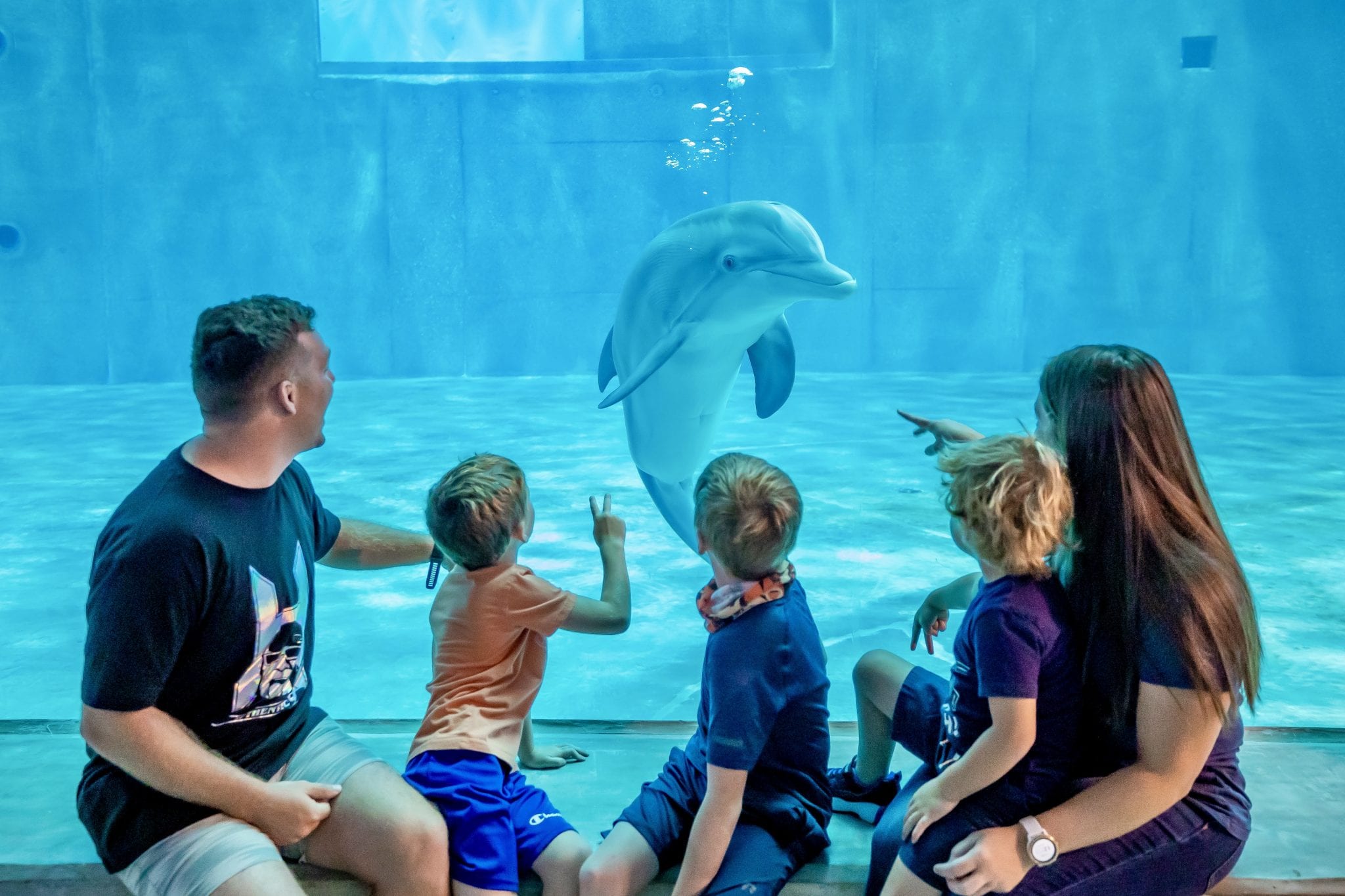Winter the Dolphin - Clearwater Marine Aquarium