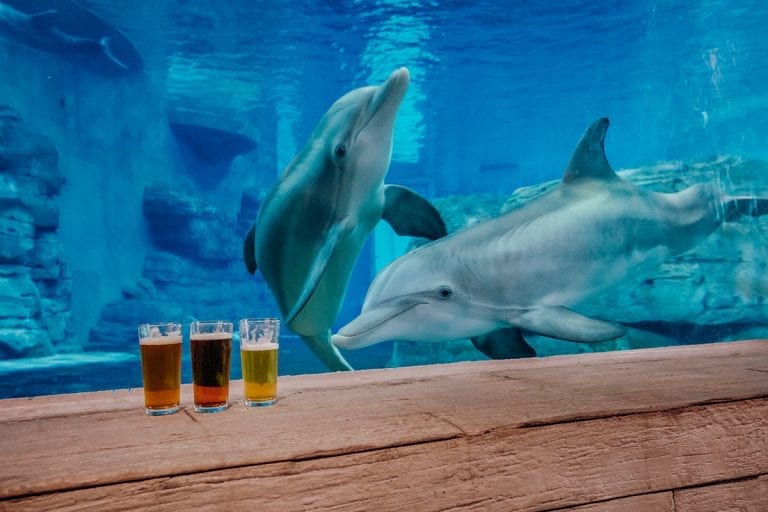 Drinks in front of Dolphins