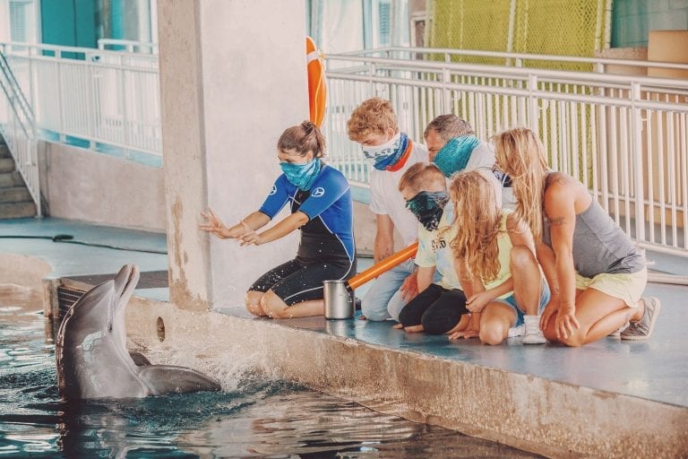 bottlenose dolphin experience