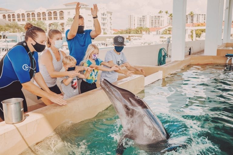 rough-toothed dolphin experience