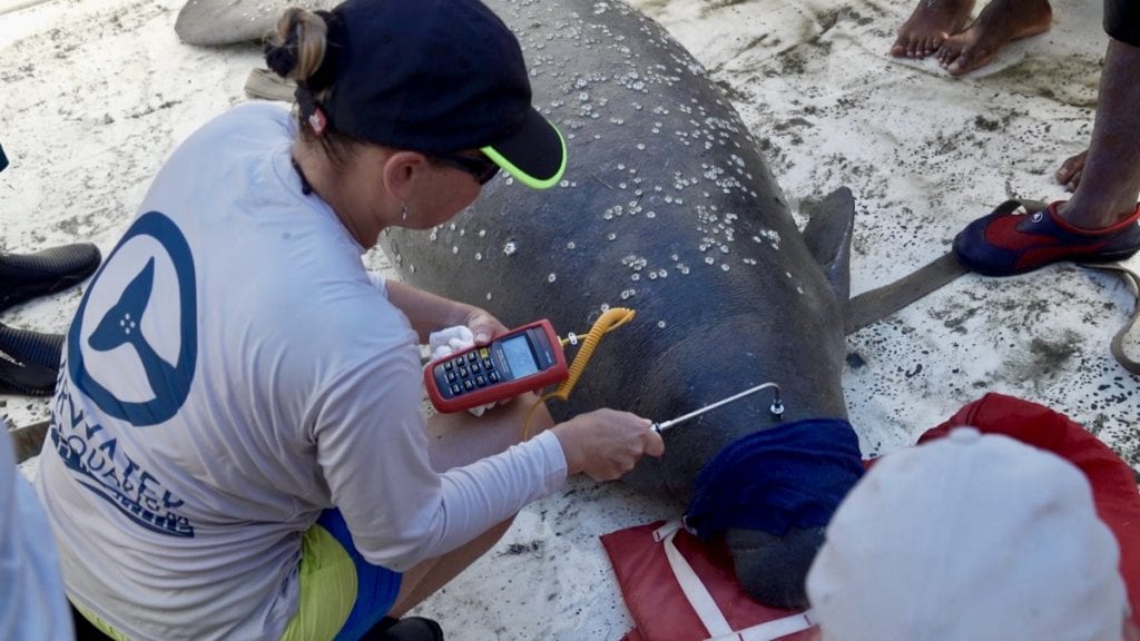 manatee research Belize