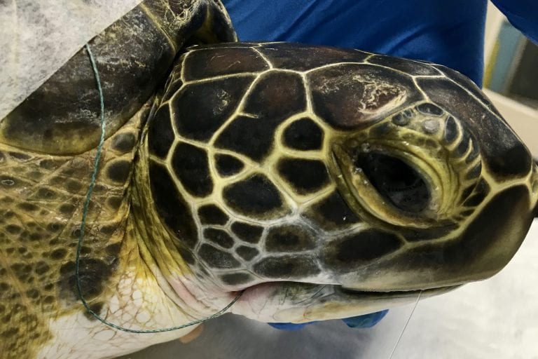 green sea turtle Nerds