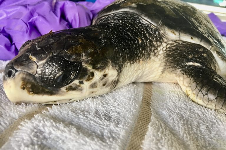 Kemp's ridley #173