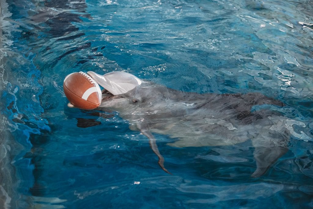 dolphin football
