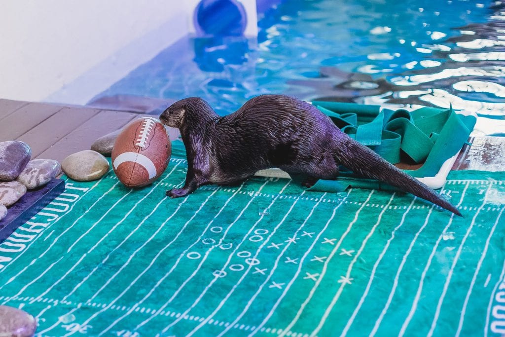 otter football