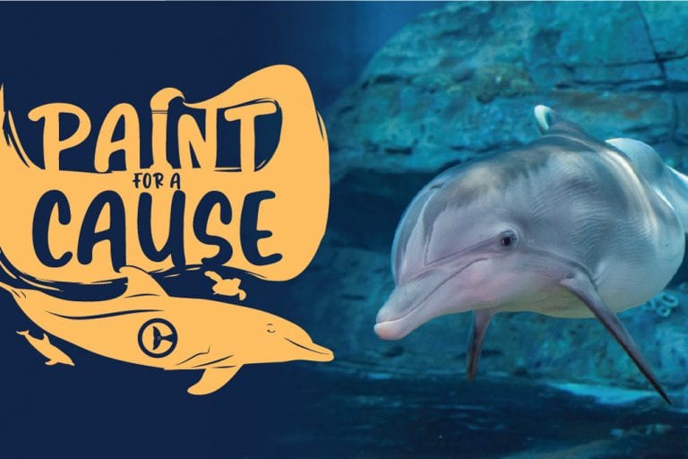 Paint for a Cause