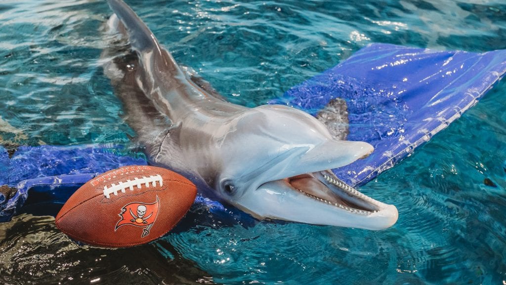 Winter the dolphin with bucs football