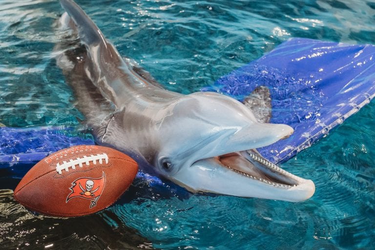 Winter the dolphin with bucs football