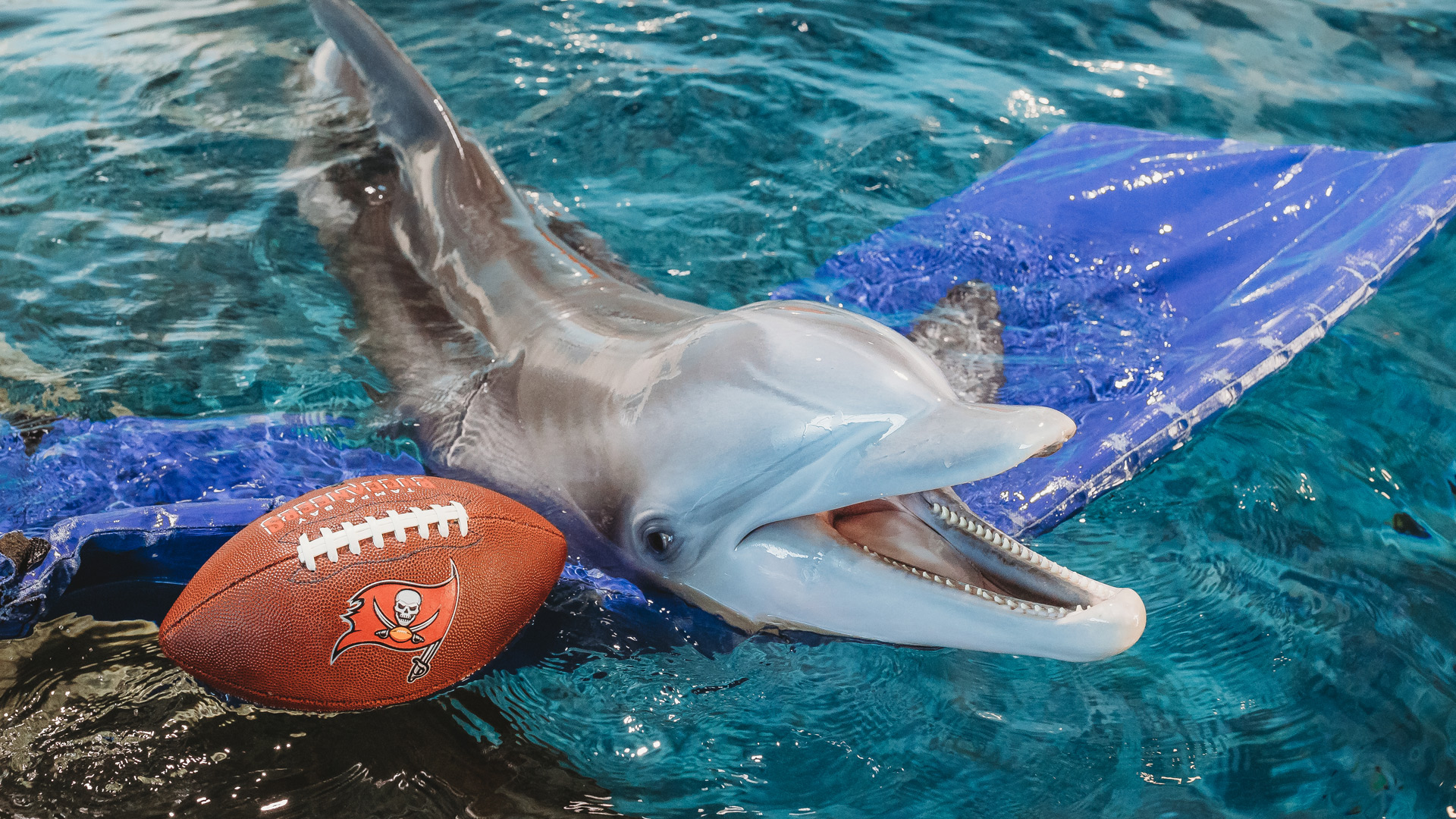 Winter the dolphin with bucs football
