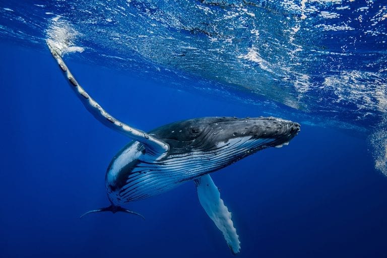 humpback whale