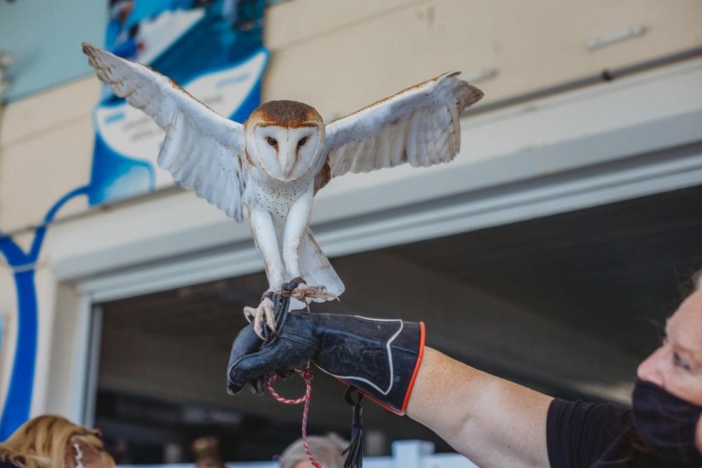 Barn owl