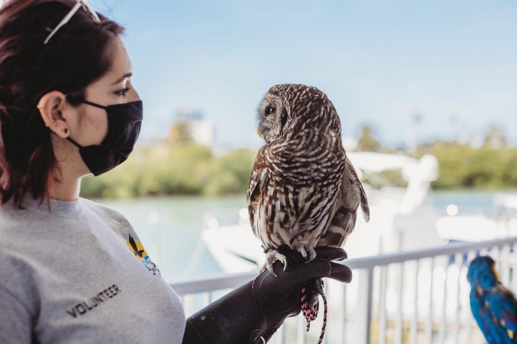 Owl volunteer