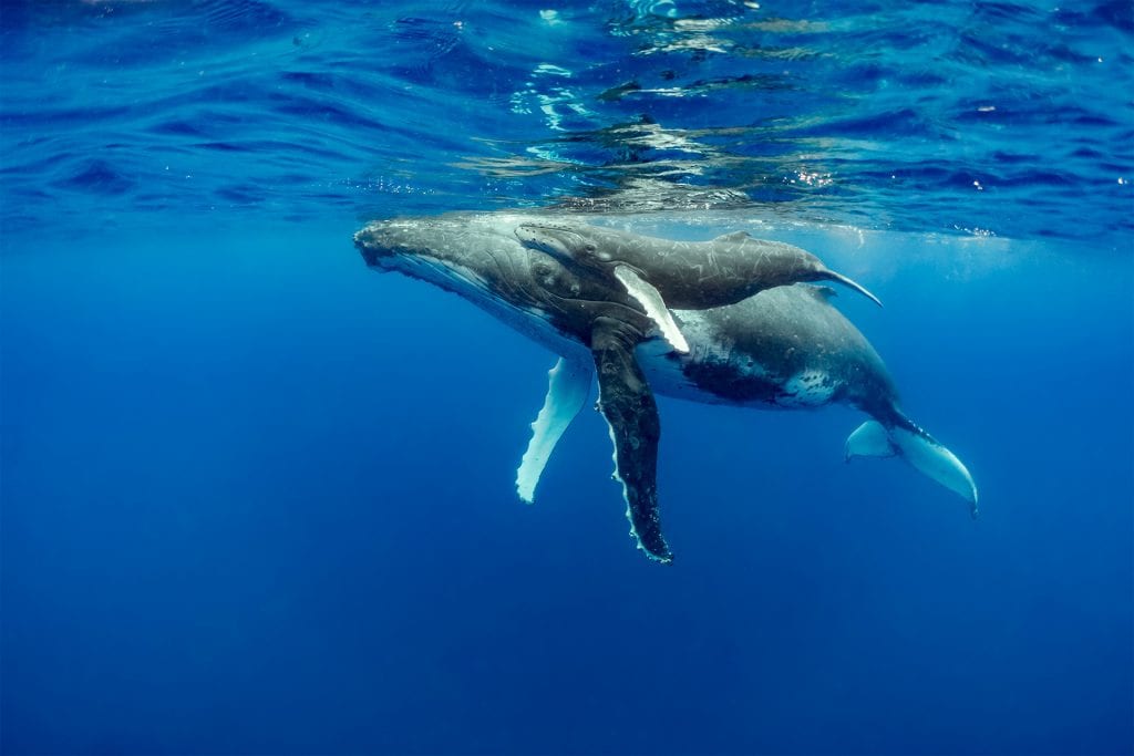 humpback whales