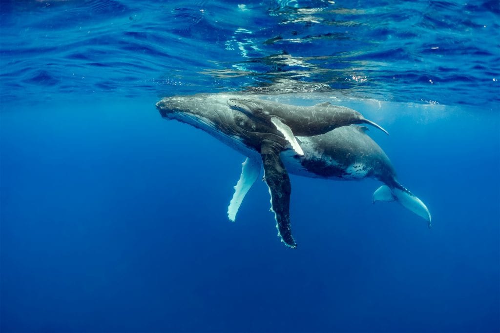 humpback whales