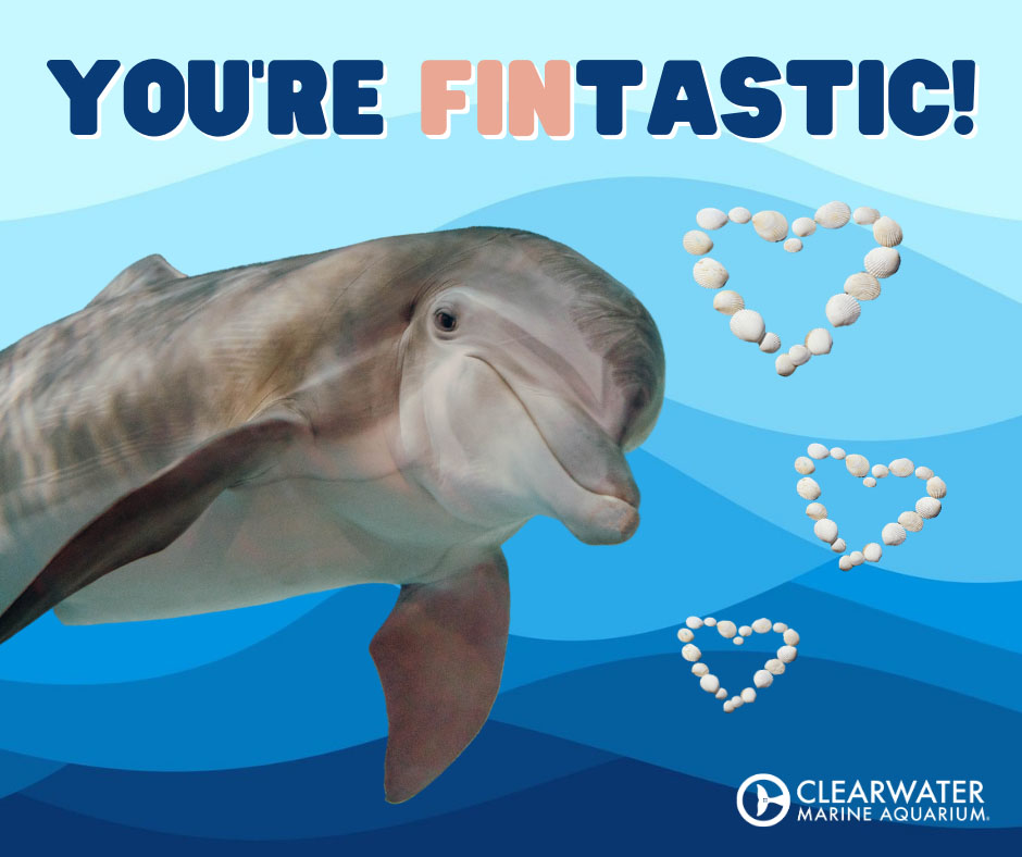 Virtual Valentine's Day Cards - Clearwater Marine Aquarium