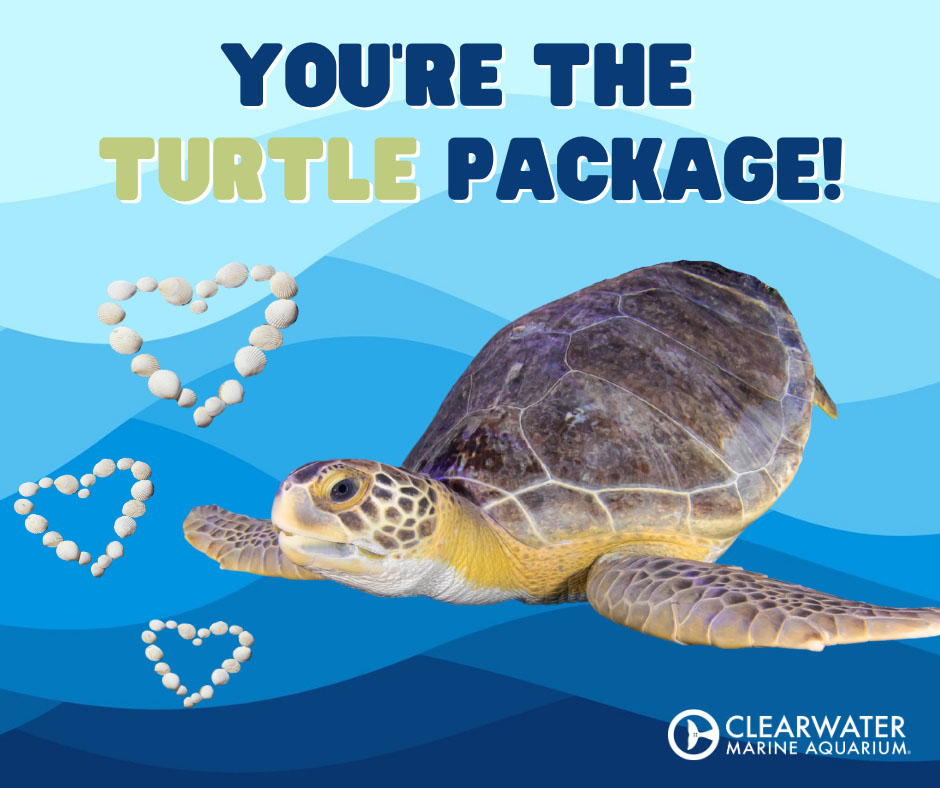 Virtual Valentine's Day Cards - Clearwater Marine Aquarium