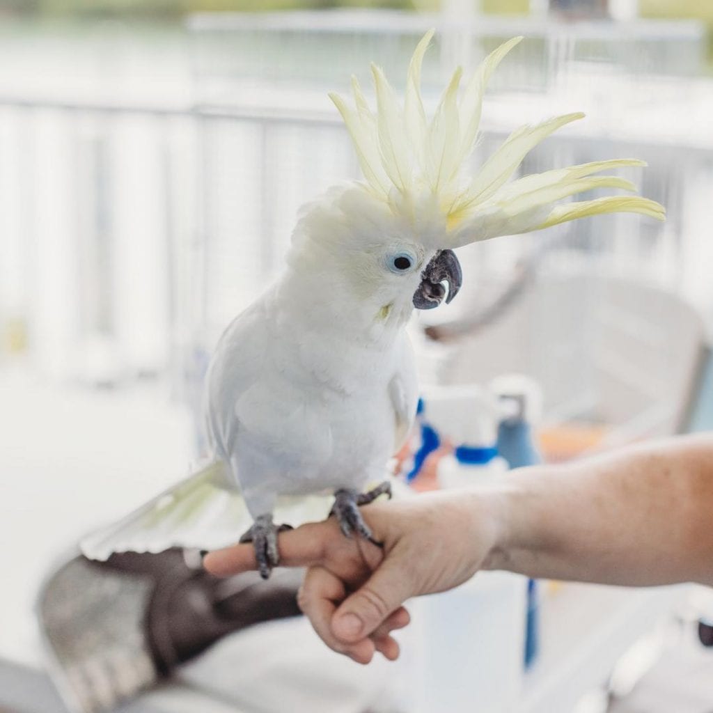 cockatoo