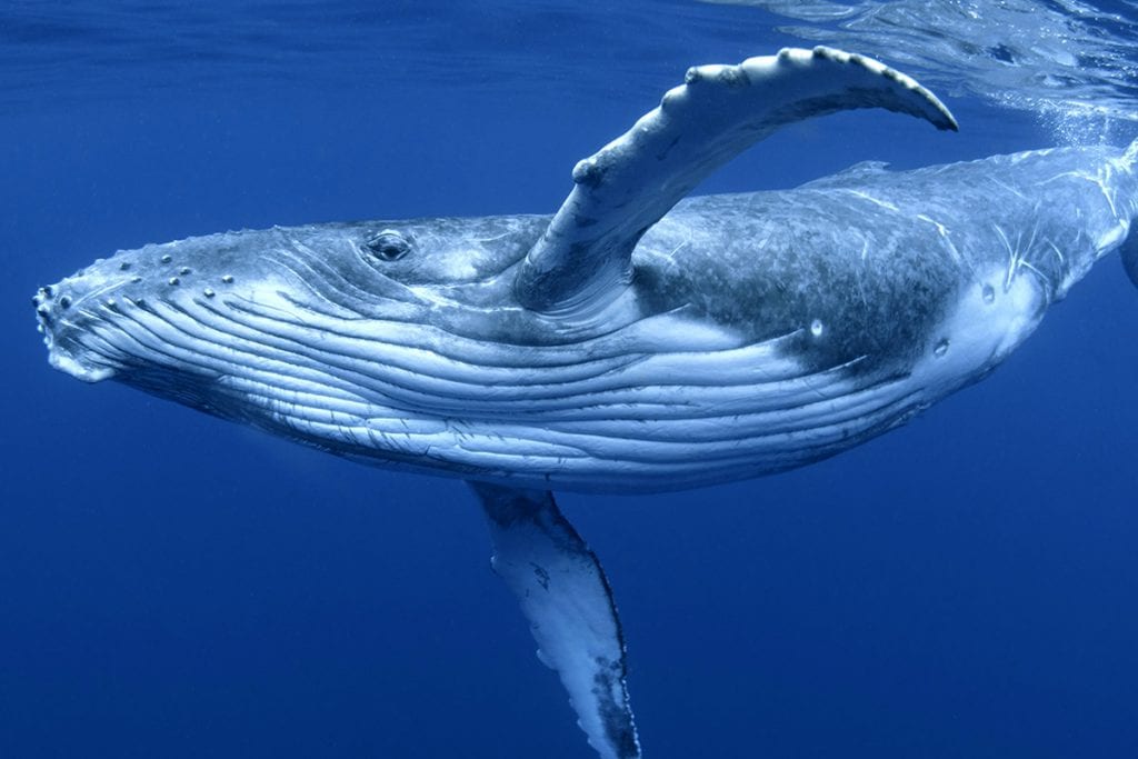 whale