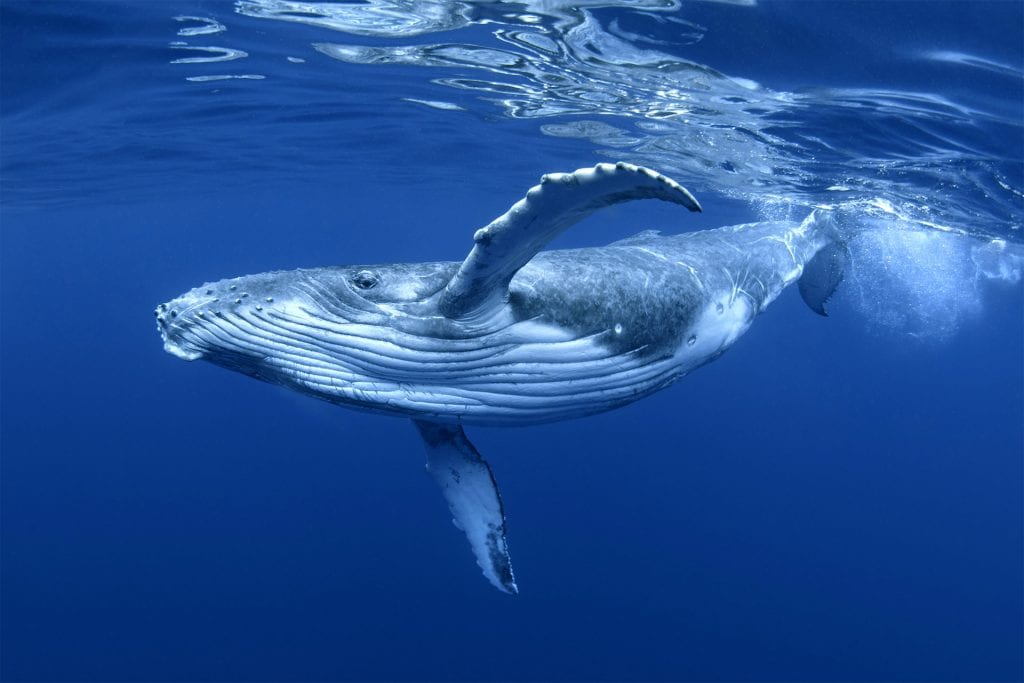 whale