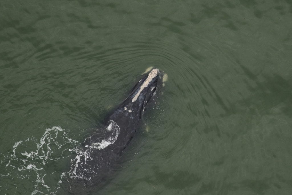 North Atlantic right whale, Chiminea