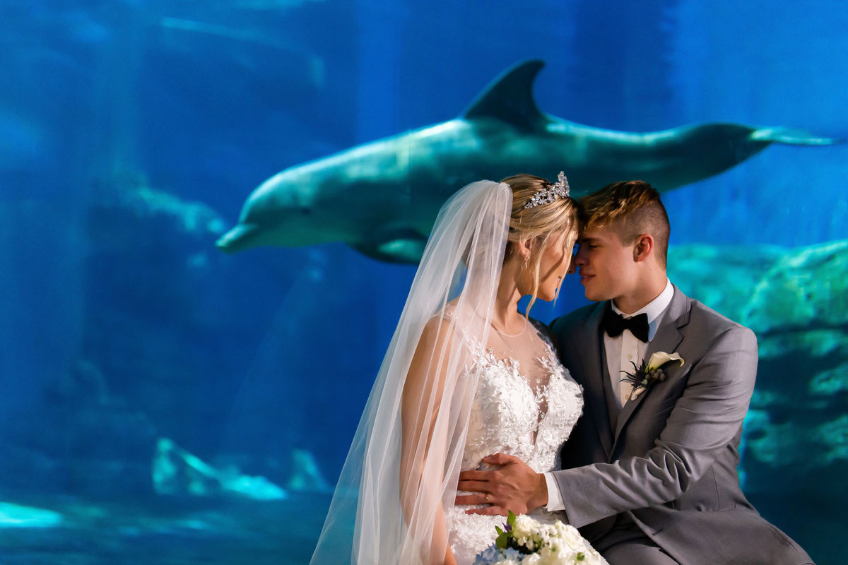 Weddings & Engagements Clearwater Marine Aquarium