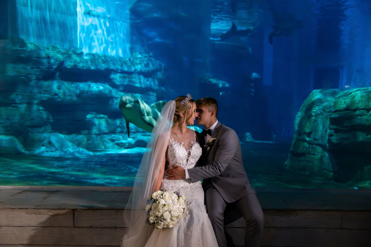 Weddings & Engagements Clearwater Marine Aquarium