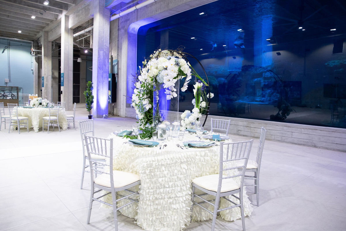 Weddings & Engagements Clearwater Marine Aquarium