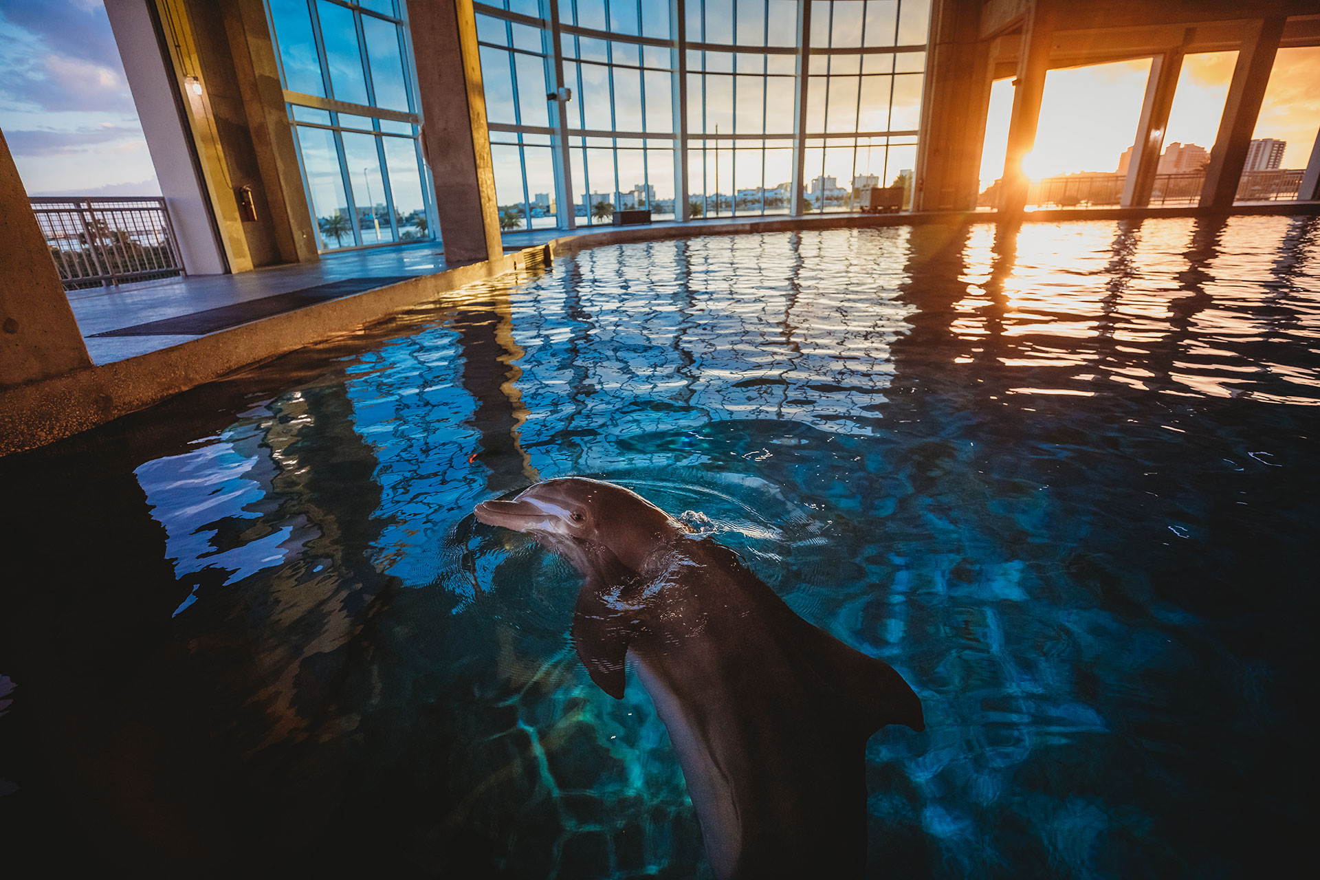 clearwater marine aquarium photos