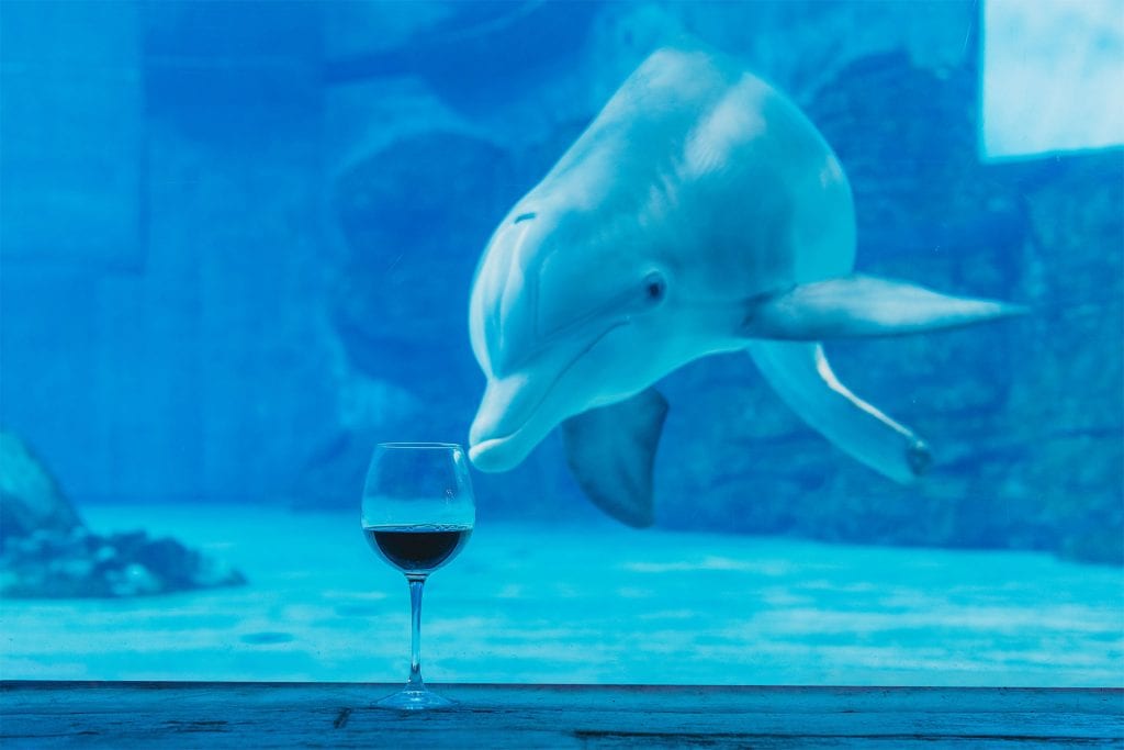 Wine and Winter the Dolphin