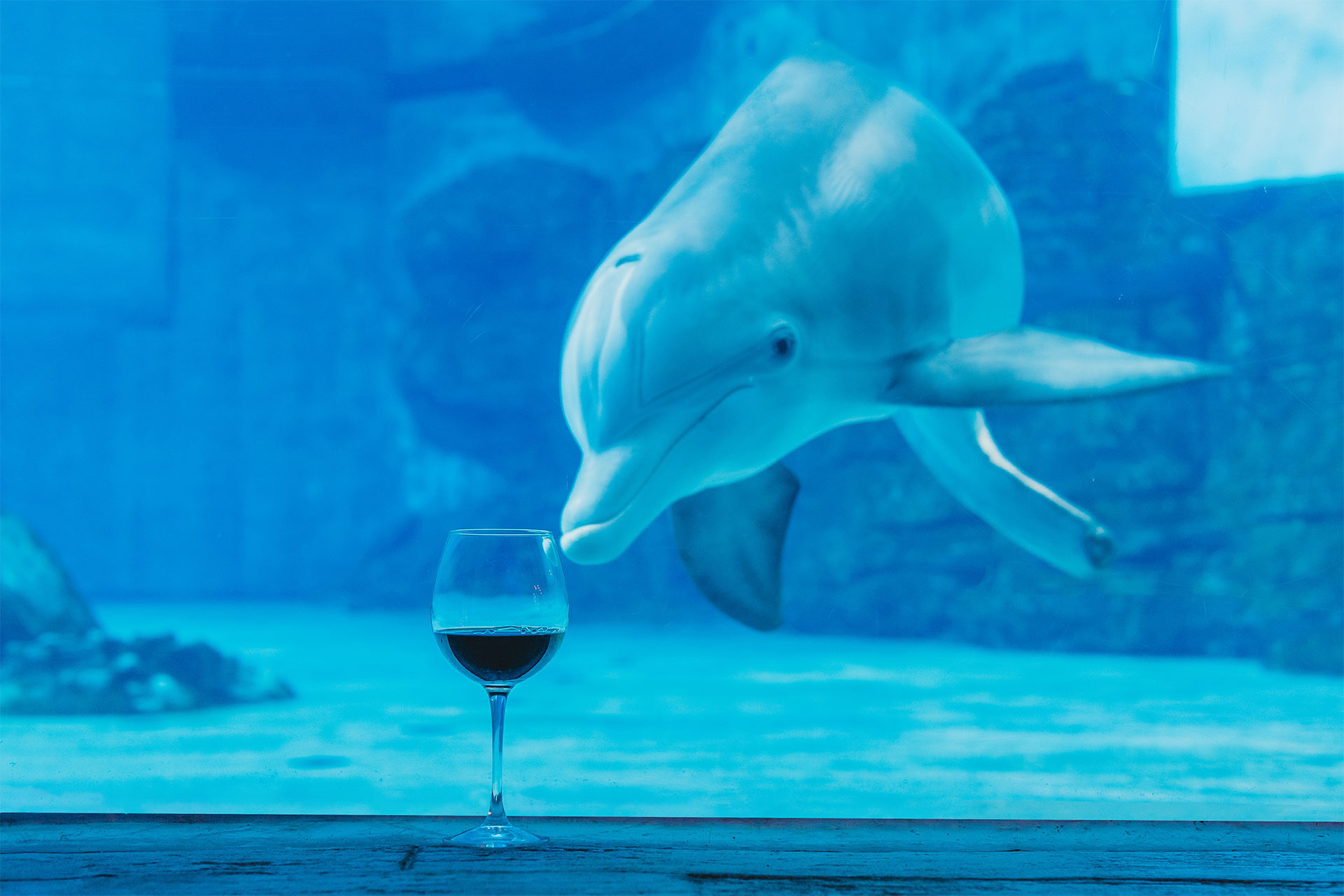 Wine & Winter Clearwater Marine Aquarium