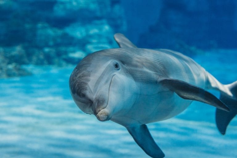 Nicholas the dolphin