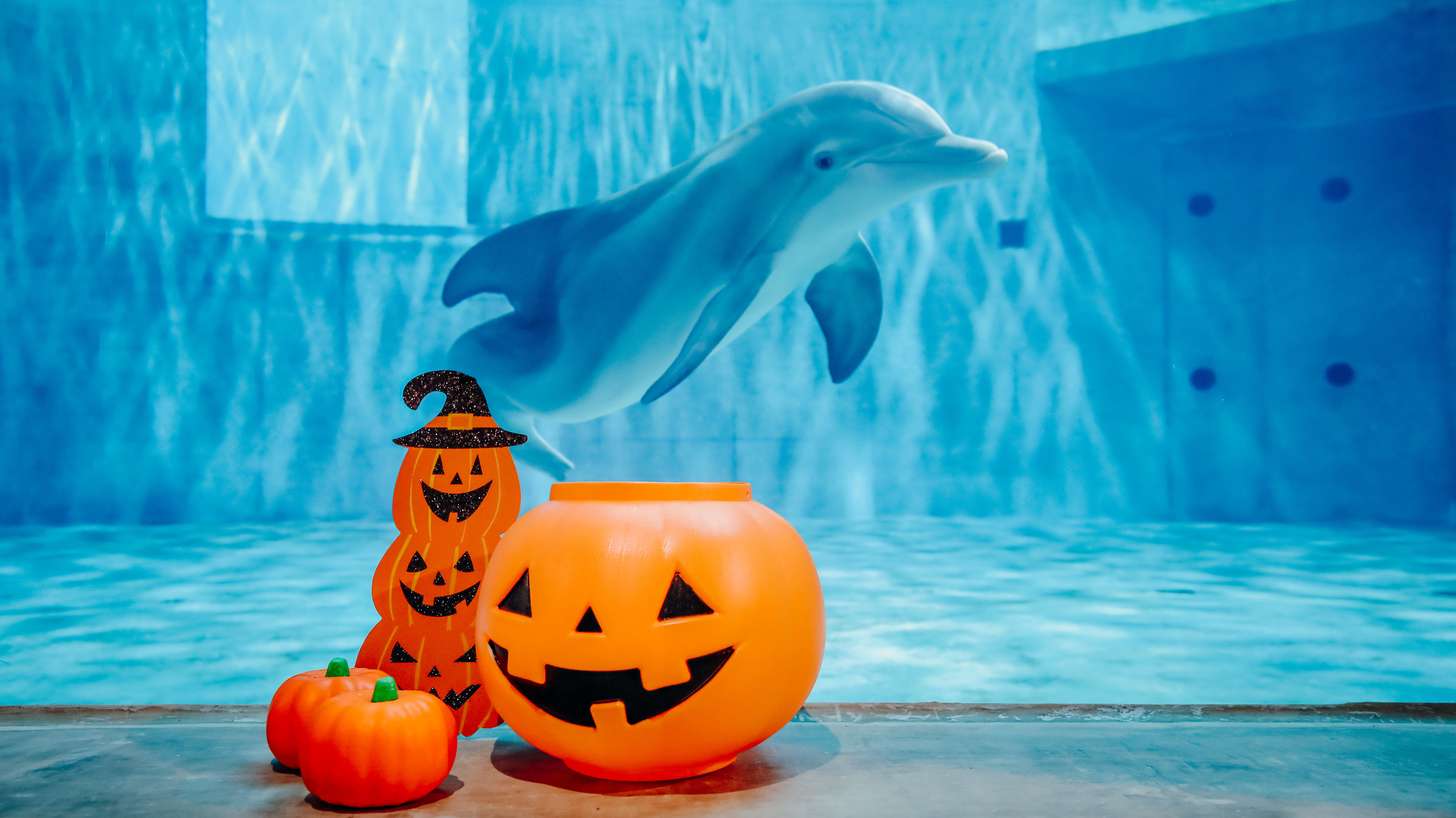 Dolphin with halloween enrichment
