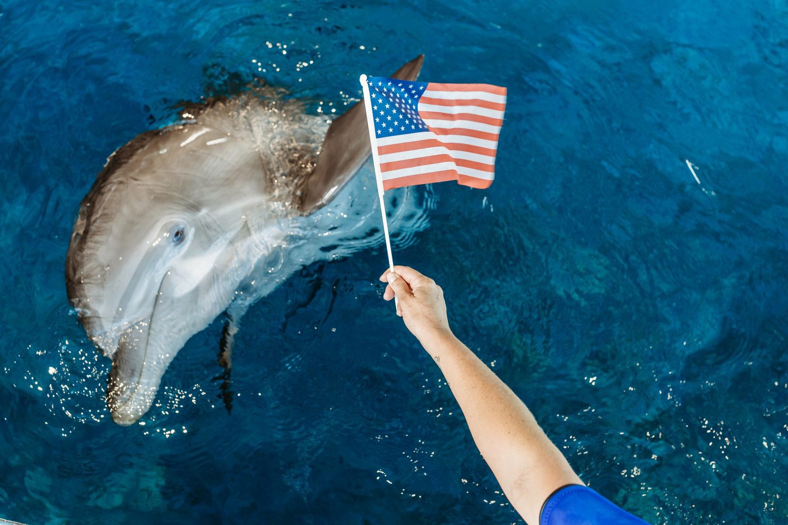 Veterans Appreciation Week Clearwater Marine Aquarium
