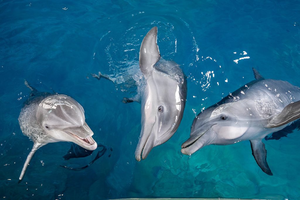 three dolphins