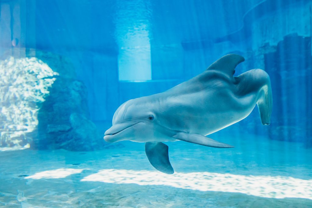 Winter underwater