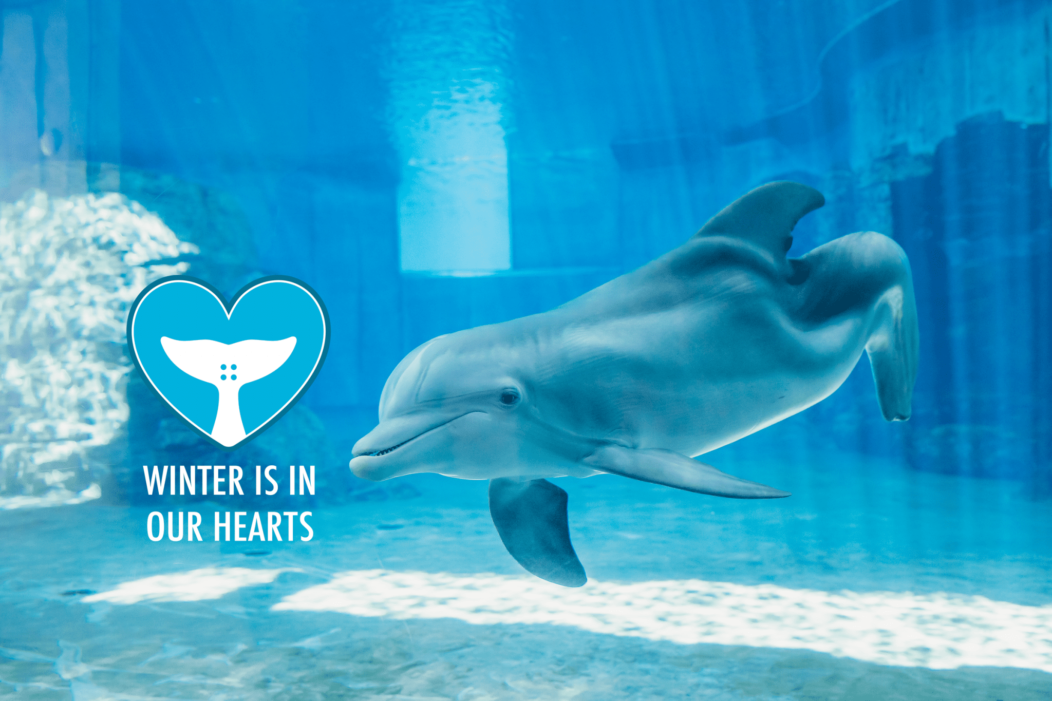 Remembering Winter the Dolphin Clearwater Marine Aquarium