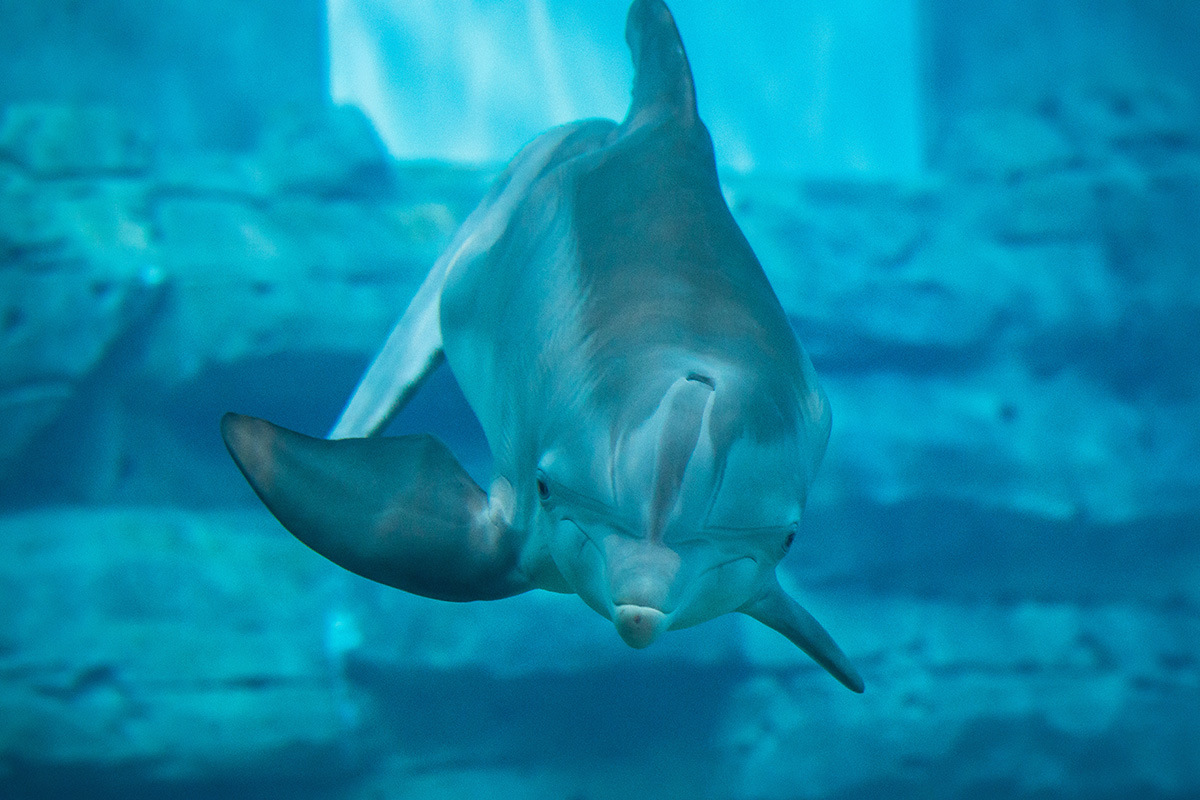 Remembering Winter the Dolphin Clearwater Marine Aquarium