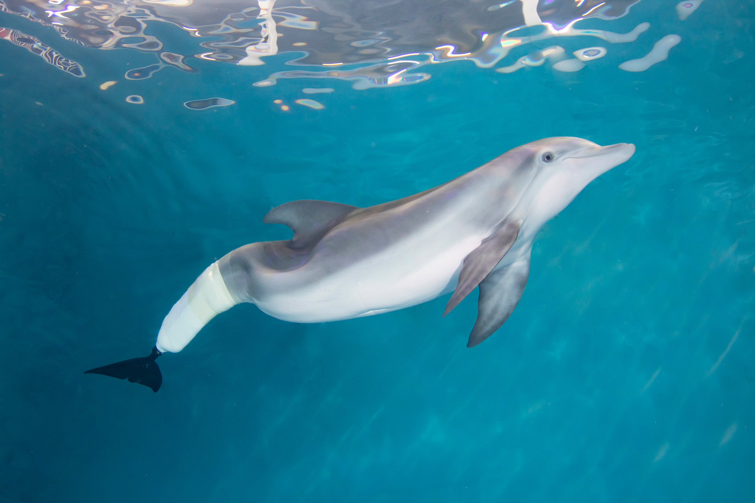 Remembering Winter the Dolphin - Clearwater Marine Aquarium