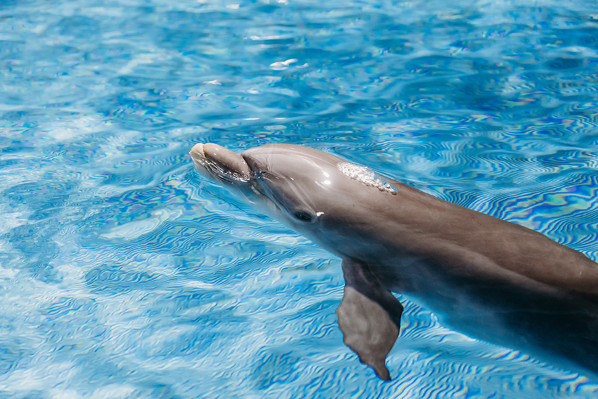 Apollo the Dolphin Clearwater Marine Aquarium
