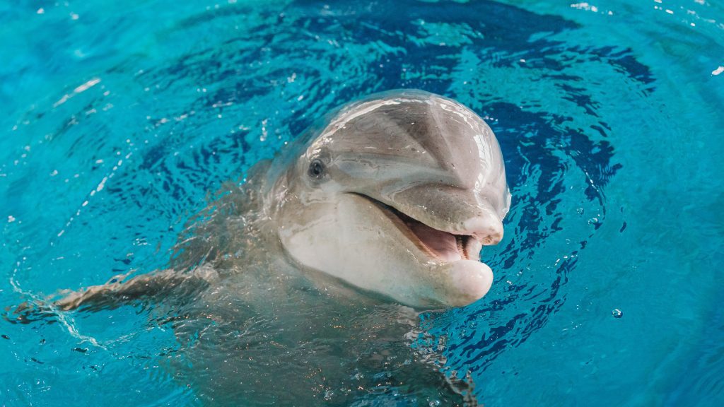 Membership Support Clearwater Marine Aquarium