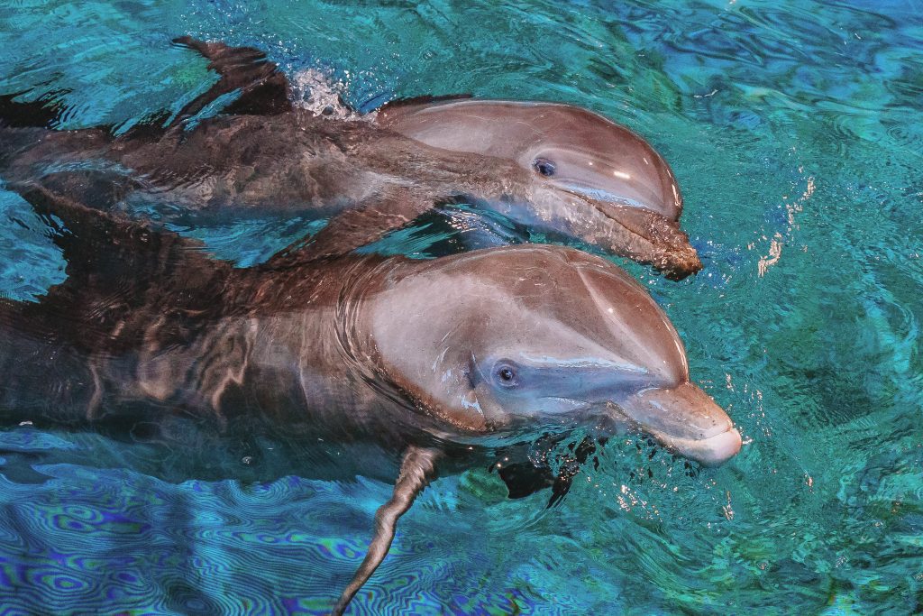 Clearwater Marine Aquarium | Florida's Marine Life Rescue Center