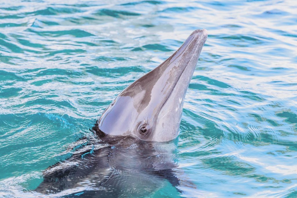 Rudy, rough-toothed dolphin