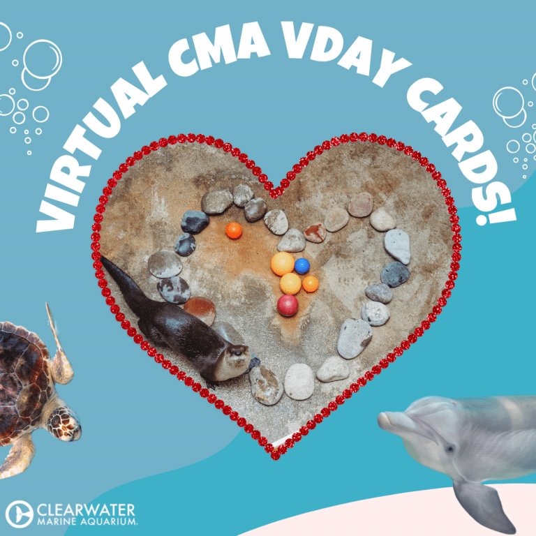 Virtual Valentine's Day Cards - Clearwater Marine Aquarium