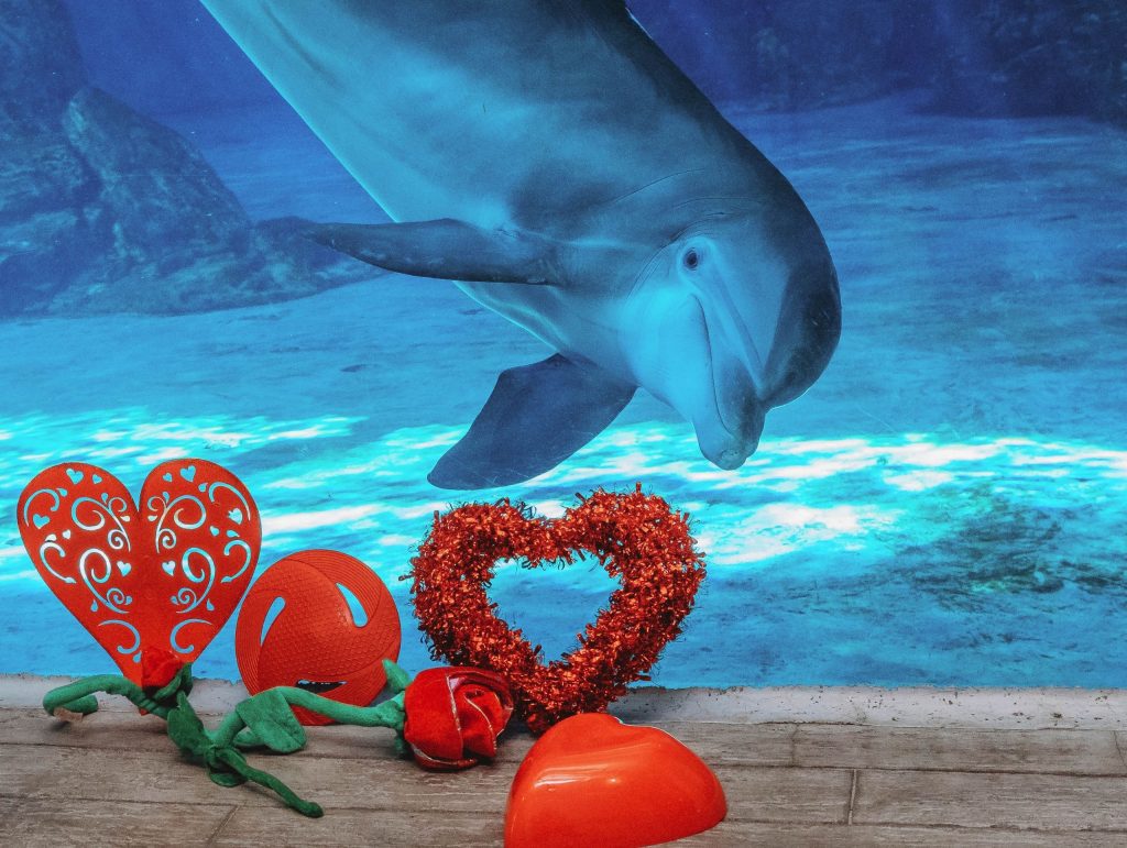 CMA Visit Guide Clearwater Marine Aquarium